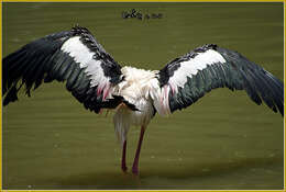 Image of Painted Stork