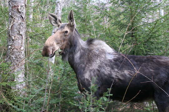 Image of North American Elk