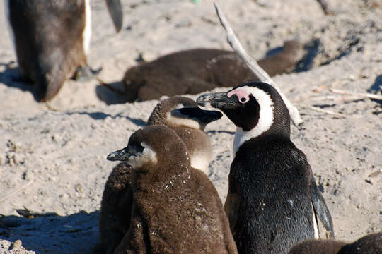 Image of African Penguin