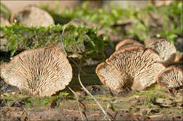 Sivun Auriscalpiaceae kuva