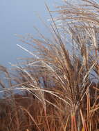 Image of Giant Miscanthus