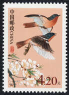 Image of Ala Shan Redstart