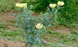 Image of pricklypoppy