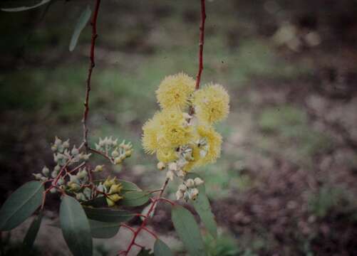 Image of lemon-flower gum