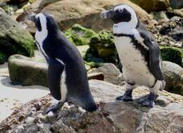 Image of African Penguin