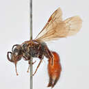 صورة Sphecodes reticulatus Thomson 1870