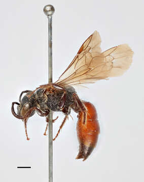 صورة Sphecodes reticulatus Thomson 1870