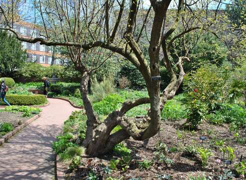 Image of Cornelian cherry dogwood