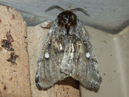 Image of Australian lappet moths