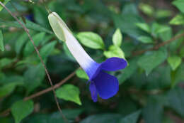 Image of thunbergia