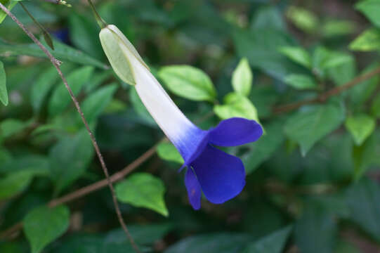 Image of bush clockvine