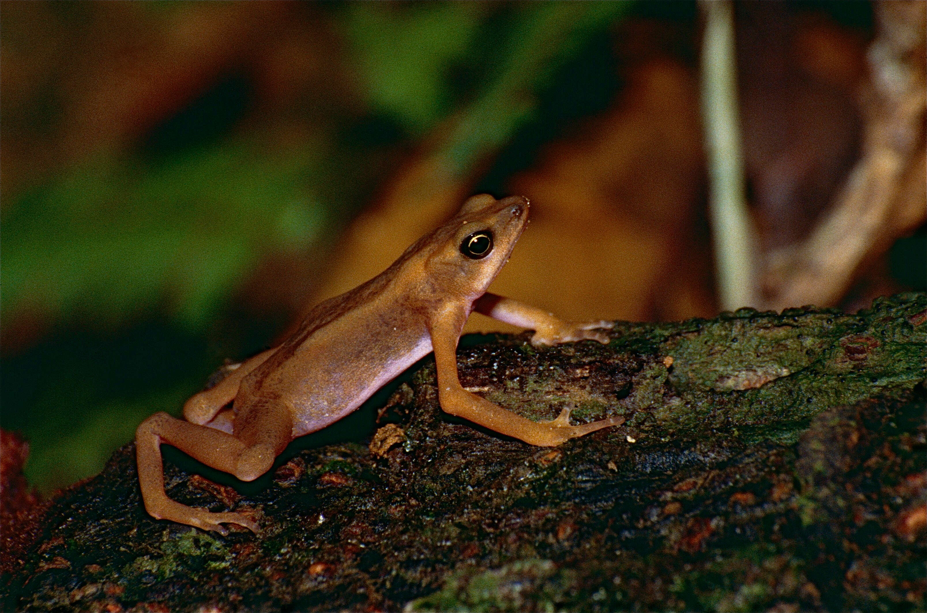 Image of harlequin frogs