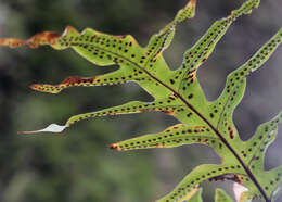 Image of golden polypody