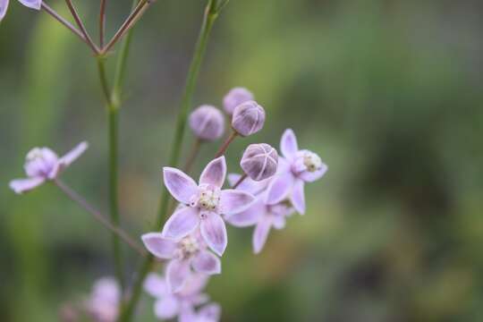 Image of Carolina milkweed