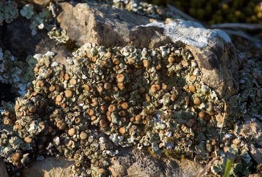 Image of rim lichen