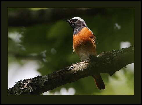 Image of Common Redstart