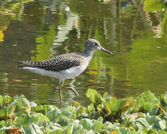 Image of Tringa Linnaeus 1758