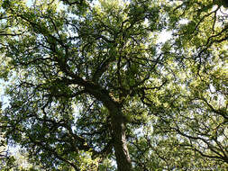 Image of Cork Oak