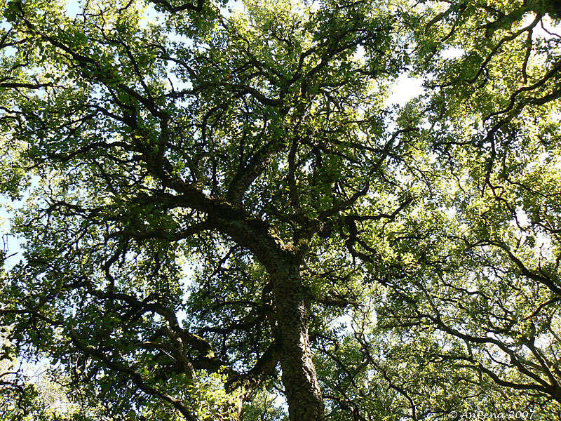 Image of Cork Oak