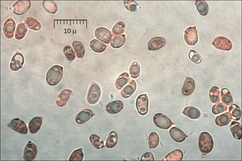 Слика од Coltricia perennis (L.) Murrill 1903