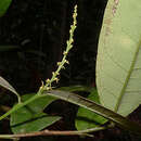 Gymnanthes glabrata (Mart.) Govaerts的圖片