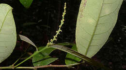 Image of Gymnanthes glabrata (Mart.) Govaerts