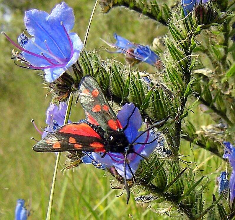 Image of six-spot burnet