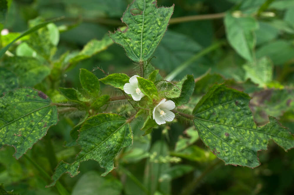 Image of leafbract