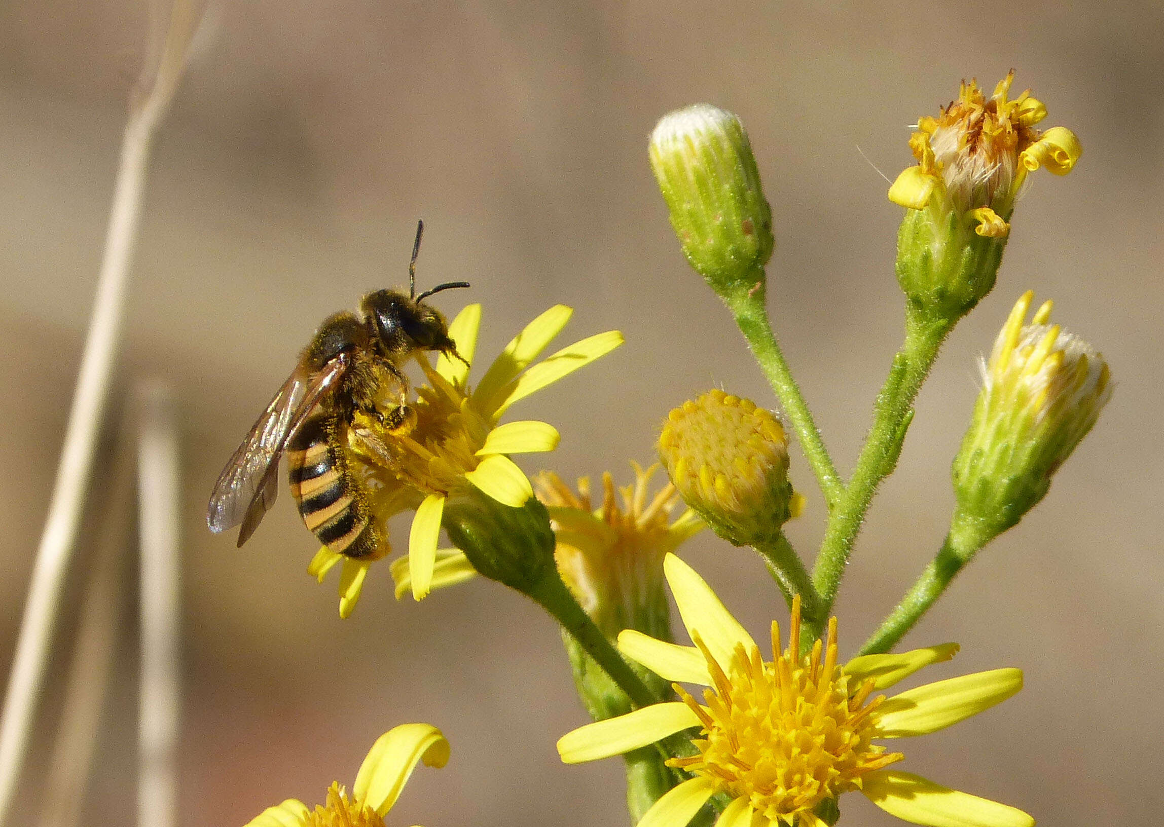 Halictus scabiosae (Rossi 1790)的圖片