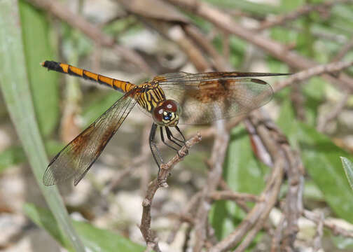 Image of Seaside Dragonlet