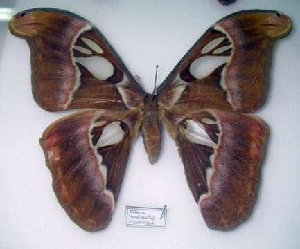 Imagem de Attacus inopinatus Jurriaanse & Lindemans 1920