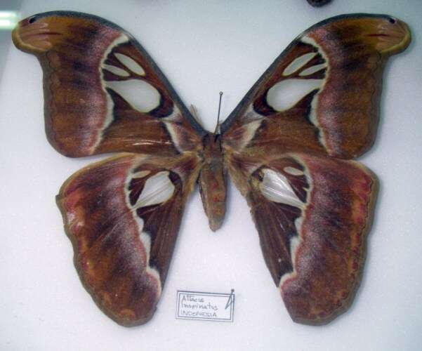 Image of Attacus inopinatus Jurriaanse & Lindemans 1920