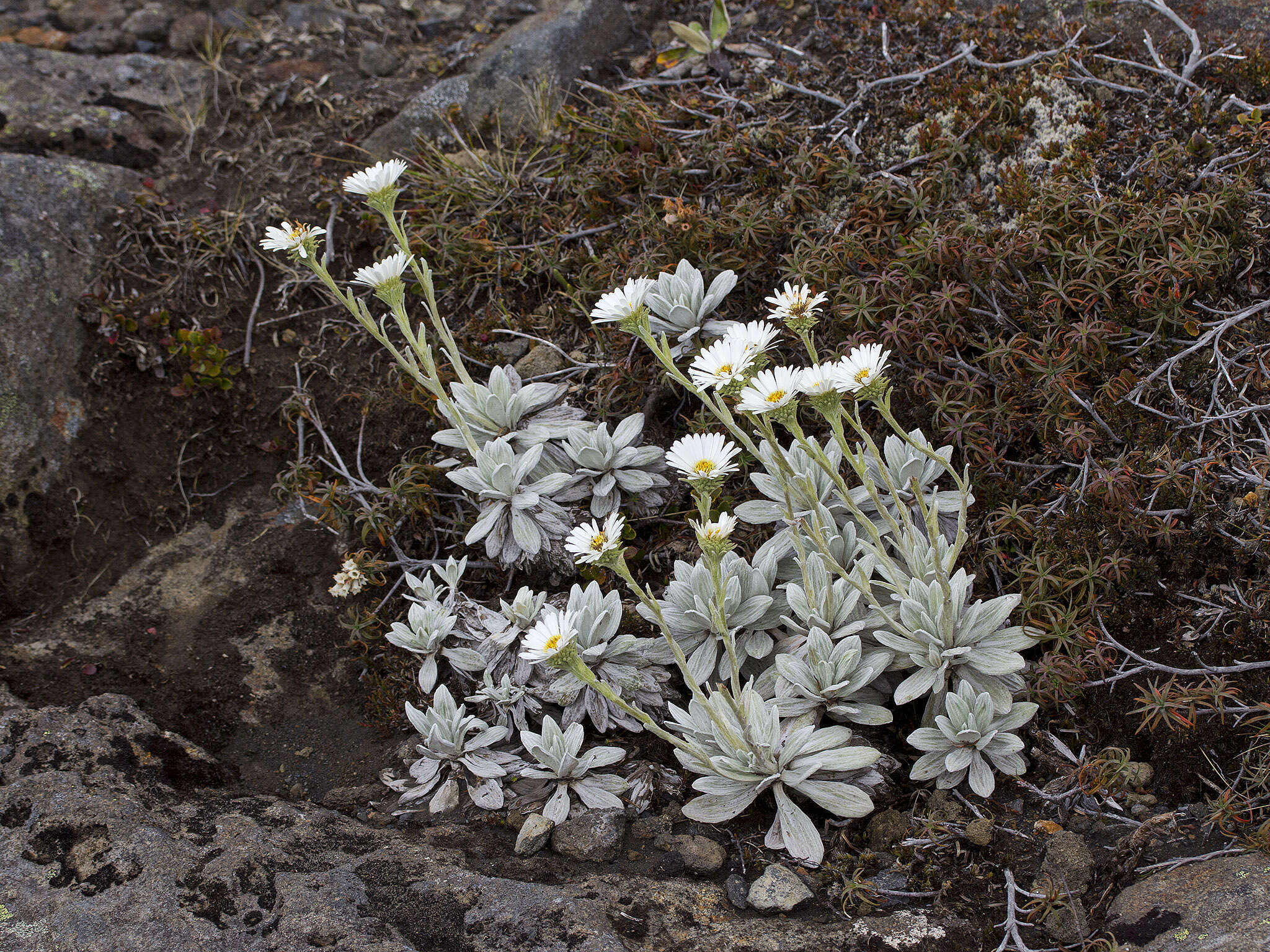 Image of white mountain daisy