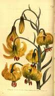 Lilium pomponium L. resmi