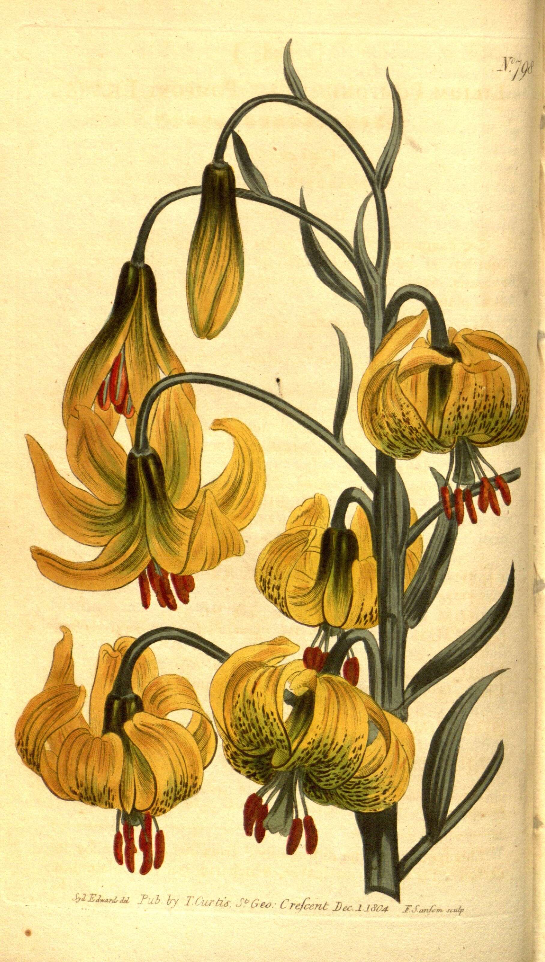 Image of Lilium pomponium L.