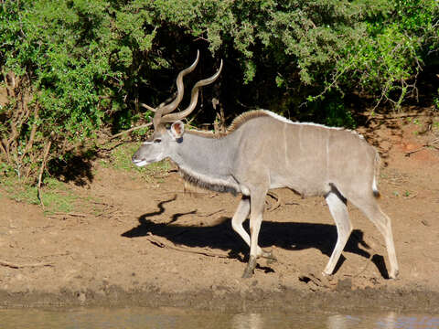 Image of Spiral-horned Antelope