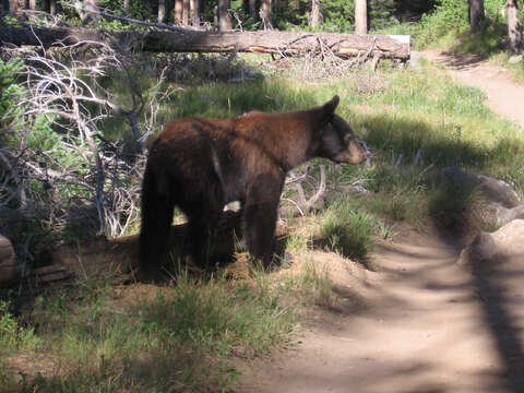 Image of American Black Bear