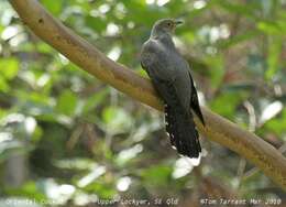 Image of Oriental Cuckoo