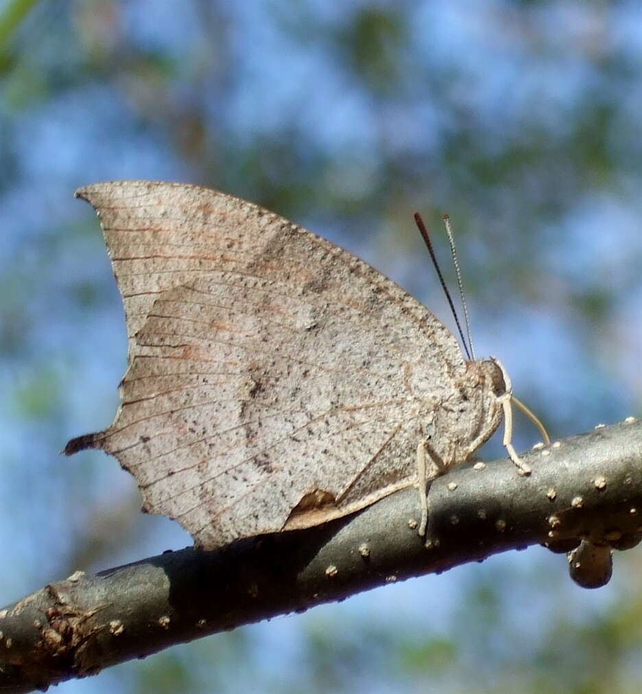 Image of Leafwings