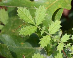 Image of incised agrimony