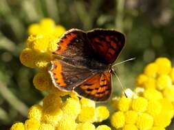 Image of Lycaena