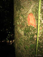 Image of African mahogany