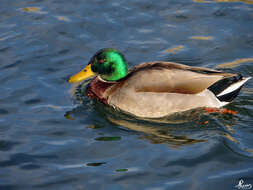 Image of Common Mallard