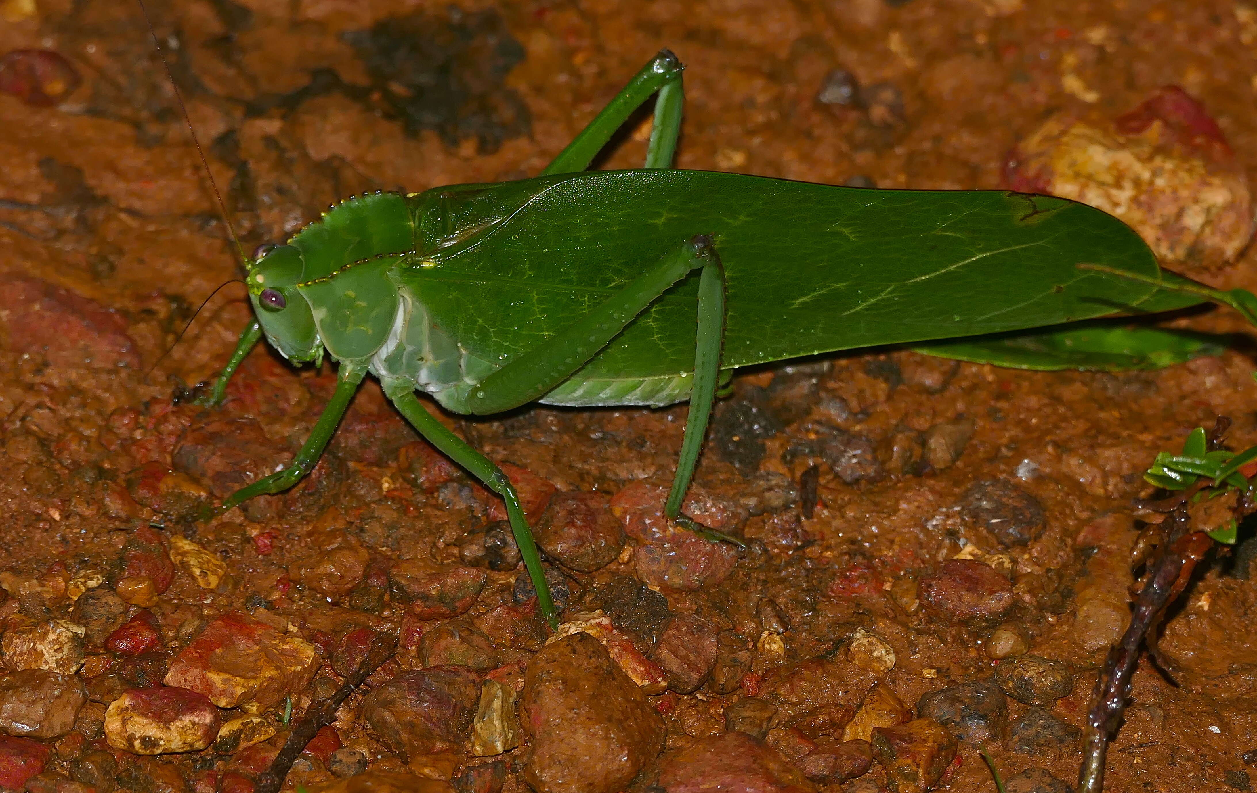 Sivun Steirodon (Posidippus) barellum (Pictet 1888) kuva