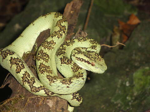 Image of Trimeresurus subgen. Craspedocephalus Kuhl & Van Hasselt 1822