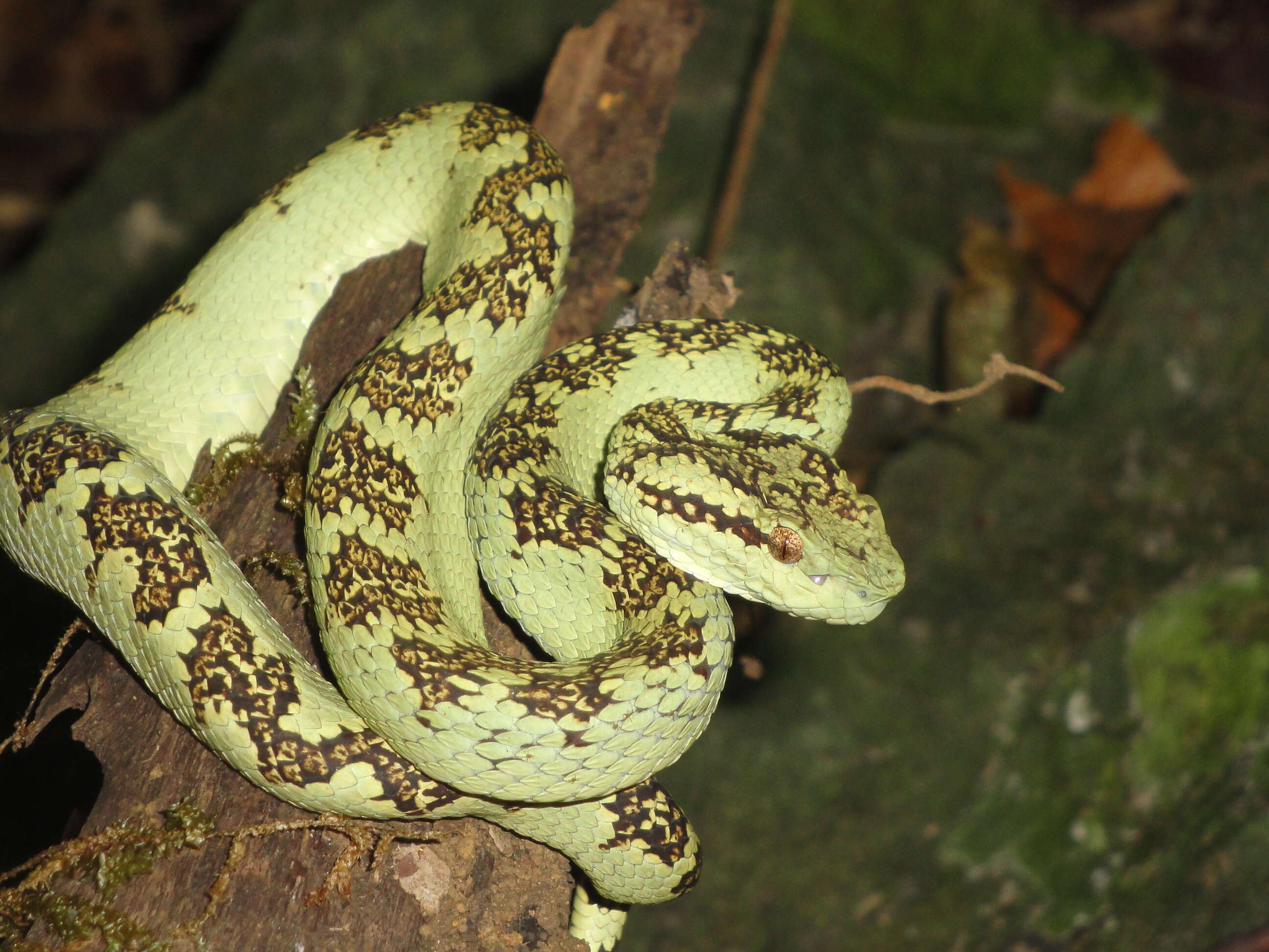 صورة Trimeresurus subgen. Craspedocephalus Kuhl & Van Hasselt 1822