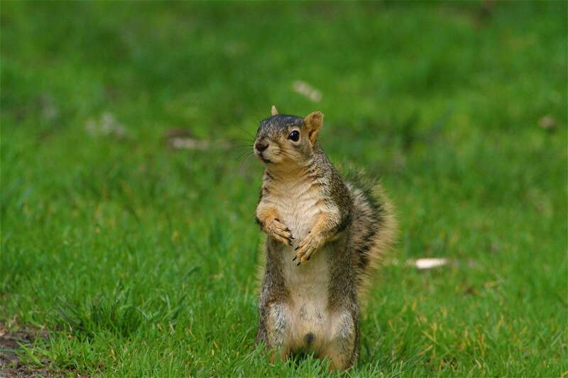 Imagem de Sciurus subgen. Hesperosciurus Nelson 1899