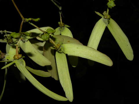 Image of Tetrapterys tinifolia Triana & Planch.