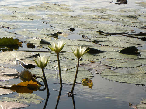 Image of Dotleaf waterlily