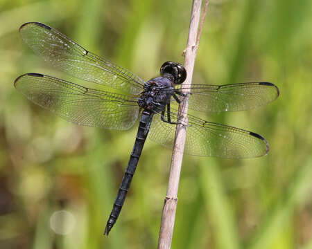 Libellula Linnaeus 1758 resmi